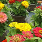 Magellan Mix Zinnia Seeds, 100+ Dwarf Flower Seeds, Colorful Blooms, Compact Plants, Full Sun, Container & Border Gardening