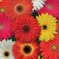 JamesonII Mix Gerbera Daisy Seeds - 200+ Colorful Bloom Seeds - USA Grown -  - Cut Flowers - Butterfly Garden - Easy Grow