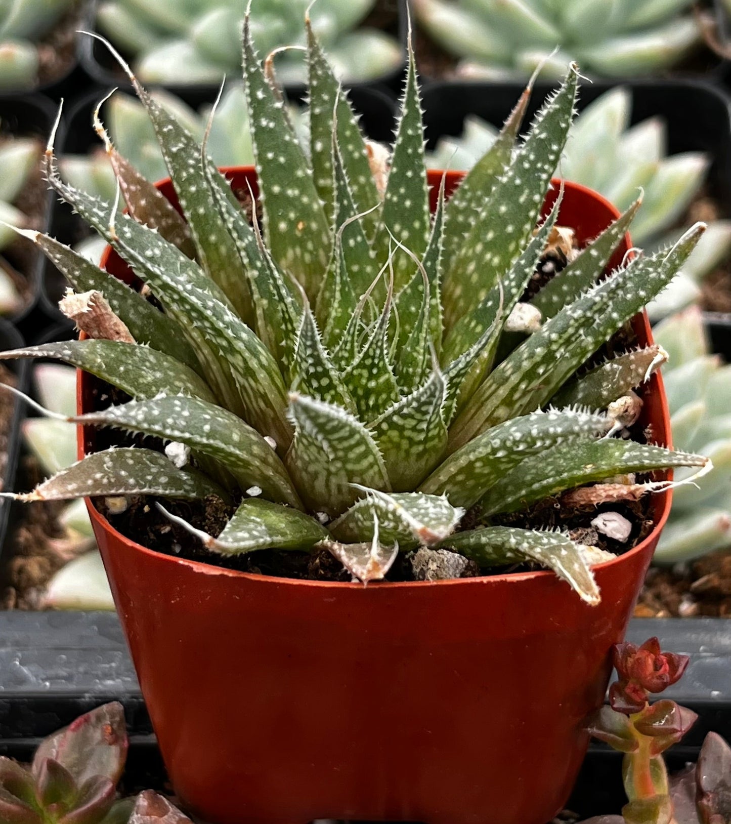 Lance Aloe