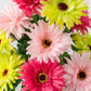 White & Pink Gerbera Daisy Seeds, 200+ Flower Seeds, Large Blooms, Pollinator-Friendly, Full Sun, Cut Flower Garden