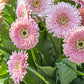 White & Pink Gerbera Daisy Seeds, 200+ Flower Seeds, Large Blooms, Pollinator-Friendly, Full Sun, Cut Flower Garden