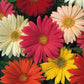 JamesonII Mix Gerbera Daisy Seeds - 200+ Colorful Bloom Seeds - USA Grown -  - Cut Flowers - Butterfly Garden - Easy Grow
