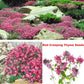 5 Types Of Seeds,Mix Creeping Thyme Seeds Ground Cover For Planting,Heirloom Non-GMO Thyme Purple, White, Red, Yellow Beautiful Perennial Flower