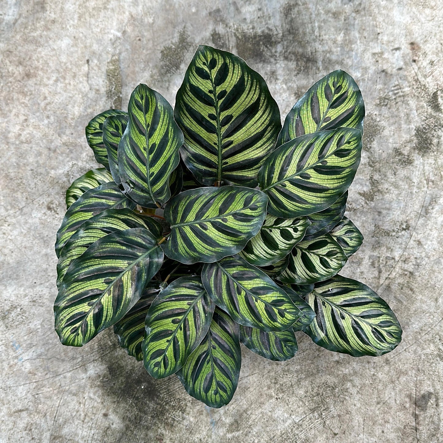 Calathea Makoyana