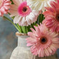 White & Pink Gerbera Daisy Seeds, 200+ Flower Seeds, Large Blooms, Pollinator-Friendly, Full Sun, Cut Flower Garden