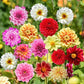 Baby's Breath, Sunflower, Cosmos, Daisy Four-season Seeds