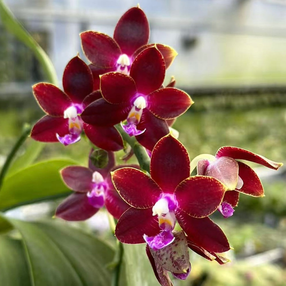 Phalaenopsis (Tying Shin Fly Eagle X Su-An Super Star) 'YL-129'