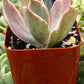 Echeveria Decora