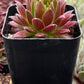 Hen & Chicks Gold Dust