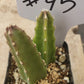 #45 Stapelia rotting corpse flower