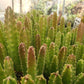 #45 Stapelia rotting corpse flower