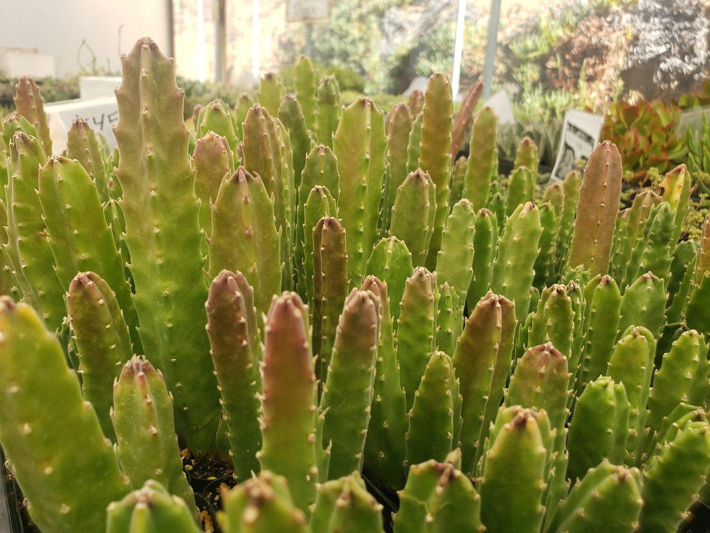 #45 Stapelia rotting corpse flower