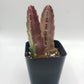 #45 Stapelia rotting corpse flower