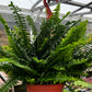 Indoor Hanging Fern Plant