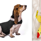 Anxiety Jacket Vest Summer Medical Treatment To Calm Down Cat Clothes Dog Comfort Clothes