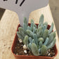 #47 Senecio Mandraliscae Blue Chalk