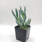 #47 Senecio Mandraliscae Blue Chalk