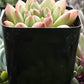 Pachyveria Jewel Tone
