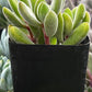 Crassula Congesta Green Beans