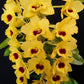 Compact Fragrant 'Yellow Diamond' Dendrobium Nobile Orchid I Vibrant yellow blooms