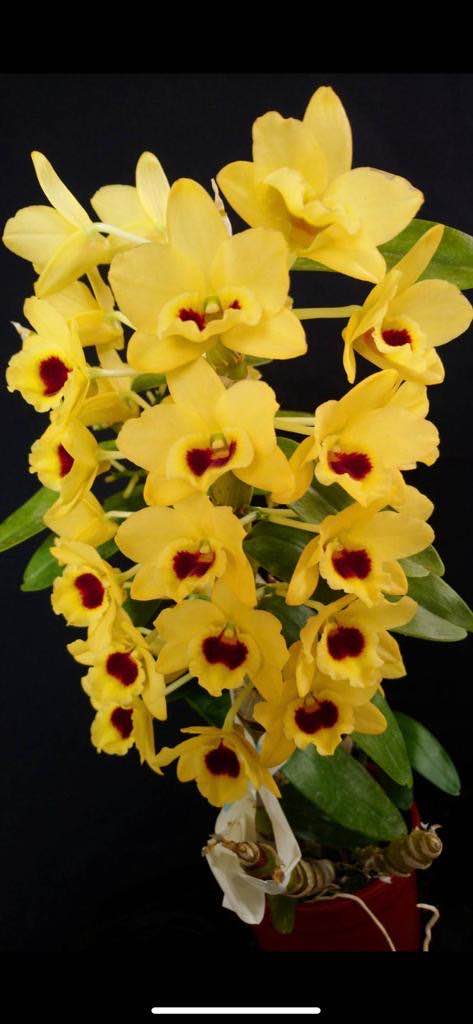 Compact Fragrant 'Yellow Diamond' Dendrobium Nobile Orchid I Vibrant yellow blooms