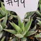 #49 Haworthia Attenuata