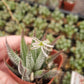 #49 Haworthia Attenuata