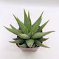 #49 Haworthia Attenuata