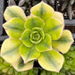 Aeonium Floresens