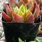 Graptoveria Chanel