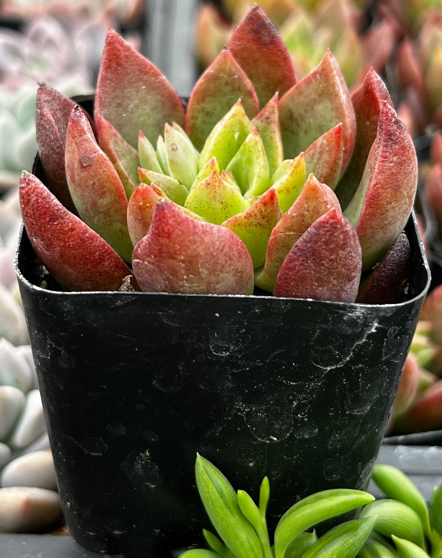Graptoveria Chanel