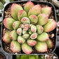 Pachyveria Jewel Tone