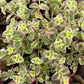 Sedum Little Missy