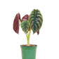 Alocasia 'Red Secret' en una maceta de 4 pulgadas. Esta rara alocasia tiene hojas de tonos verdes metálicos y rojos que son imposibles de ignorar.
