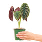 Alocasia 'Red Secret' en una maceta de 4 pulgadas. Esta rara alocasia tiene hojas de tonos verdes metálicos y rojos que son imposibles de ignorar.