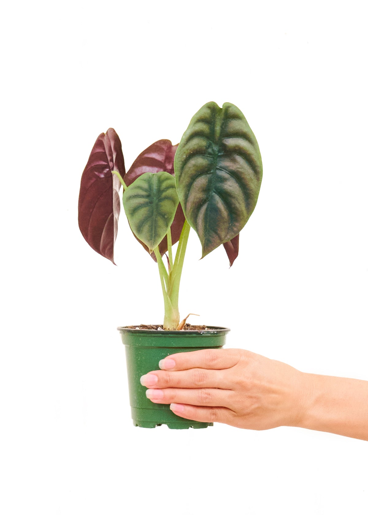 Alocasia 'Red Secret' en una maceta de 4 pulgadas. Esta rara alocasia tiene hojas de tonos verdes metálicos y rojos que son imposibles de ignorar.