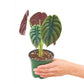 Alocasia 'Red Secret' en una maceta de 4 pulgadas. Esta rara alocasia tiene hojas de tonos verdes metálicos y rojos que son imposibles de ignorar.