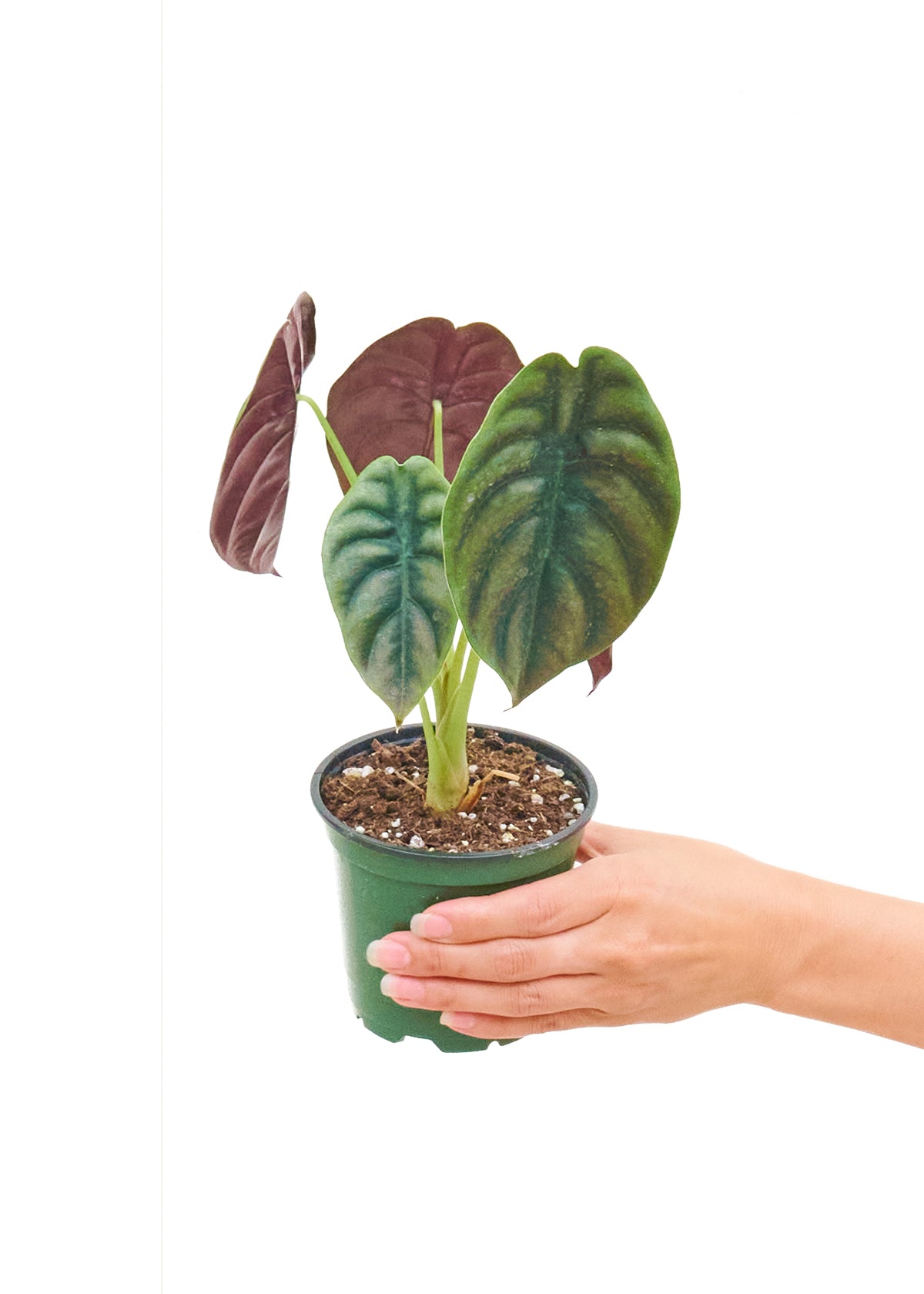 Alocasia 'Red Secret' en una maceta de 4 pulgadas. Esta rara alocasia tiene hojas de tonos verdes metálicos y rojos que son imposibles de ignorar.