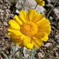 500 Yellow DESERT MARIGOLD Baileya Multiradiata Showy Drought Paper Daisy Flower Herb Seeds