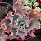 Echeveria Blue Curls