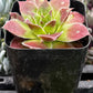Sempervivum Strawberry Kiwi