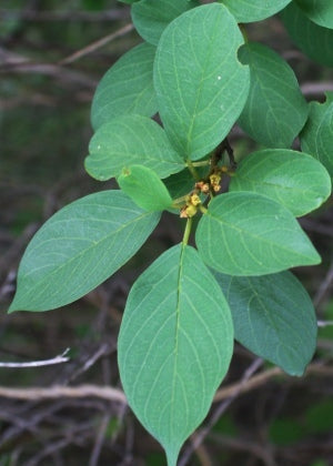 Mavi (Colubrina elliptica)