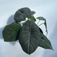 Alocasia Maharanii