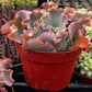 Echeveria Blue Curls