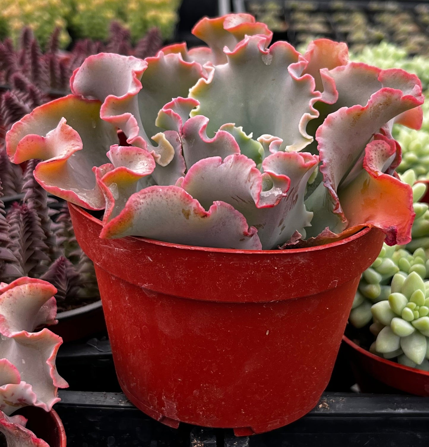 Echeveria Blue Curls