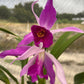 Laeliocattleya Edissa