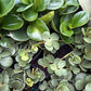 Pet Friendly Mystery Bundle Box - 3 Non-Toxic Plants