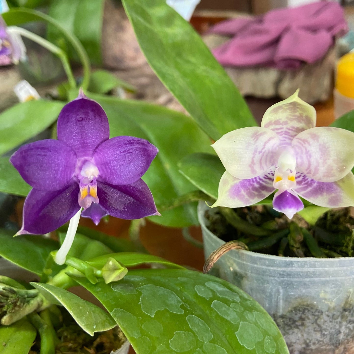 Phalaenopsis (Mainshow Sapphire x Mituo Purple Dragon #4) QM429A