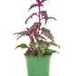 Purple Passion Plant, Small - This plant has stunning, vibrant purple foliage and easy to care for.