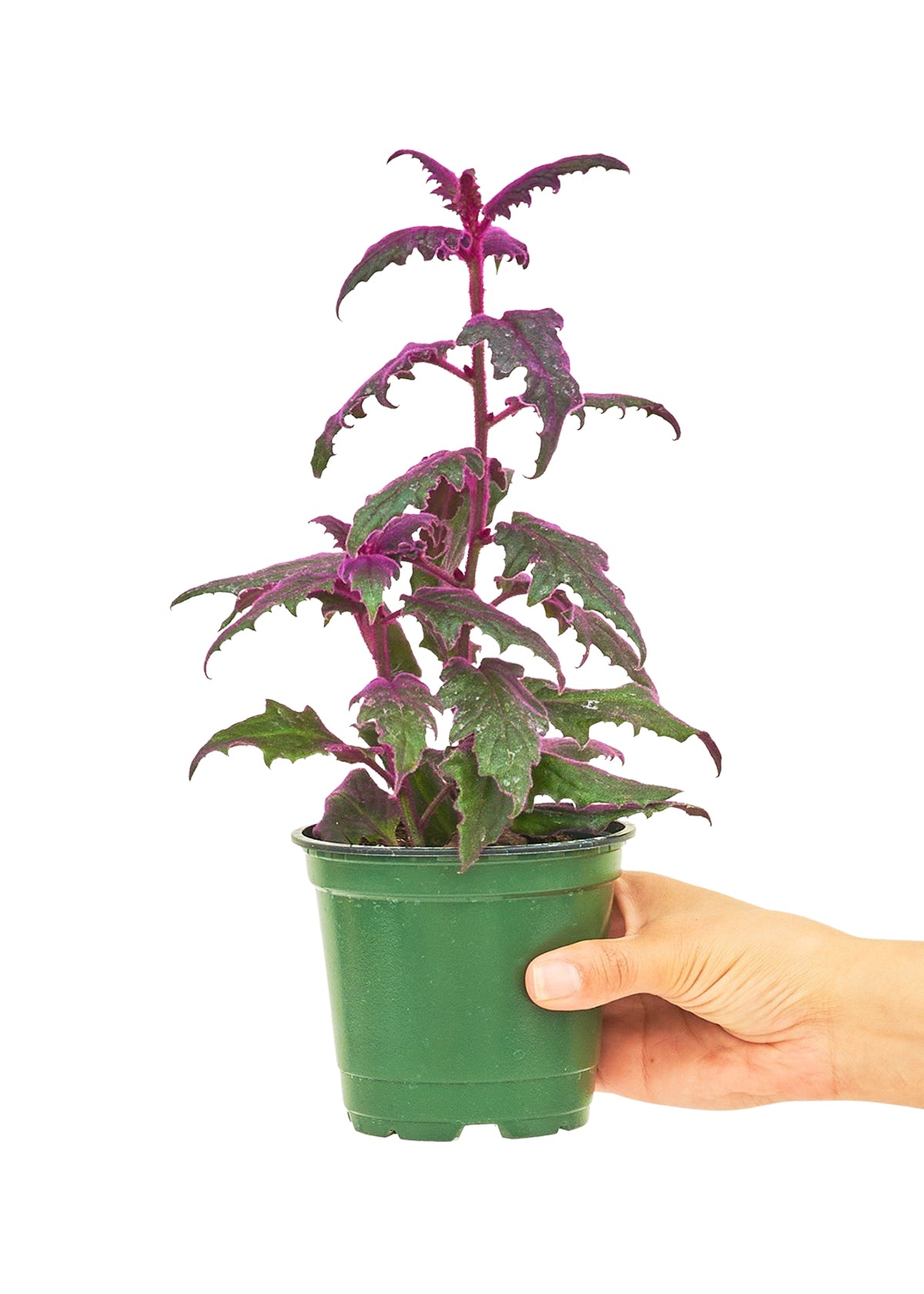 Purple Passion Plant, Small - This plant has stunning, vibrant purple foliage and easy to care for.